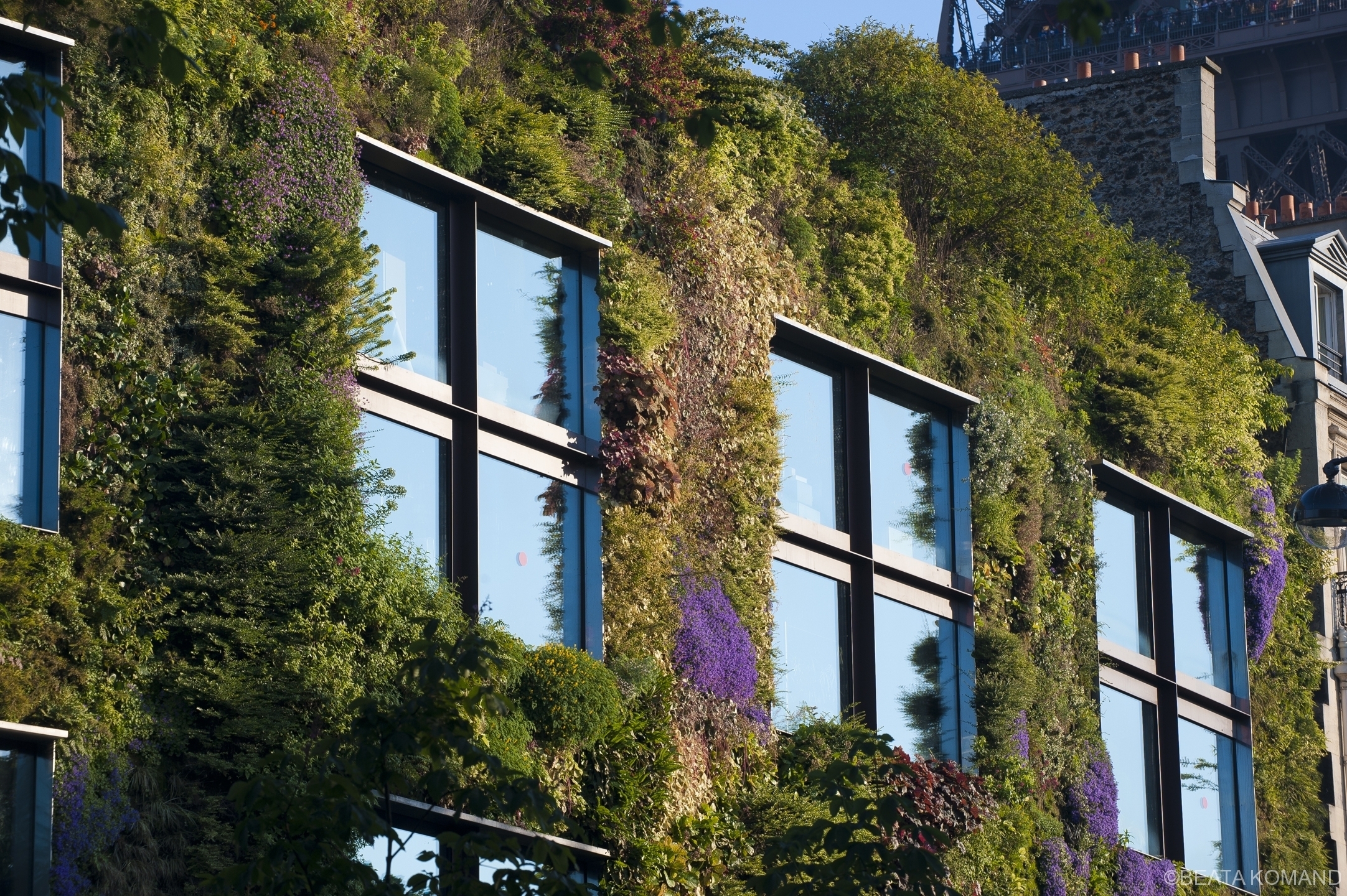 Les fenêtres dans le mur végétal du Musee du Quai Branly; concepteur - botaniste Patrick Blanc, architechte - Jean Nouvel;